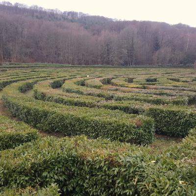 Le Labyrinthe Géant